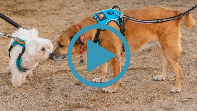 Dog Park